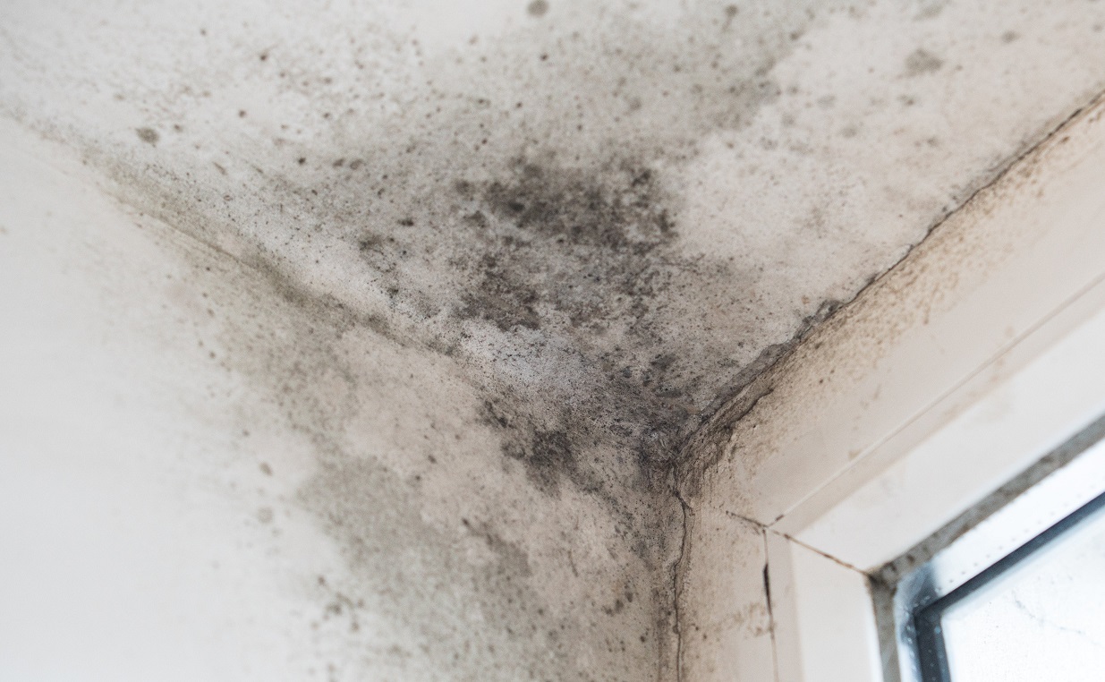 manchas de humedad en el techo